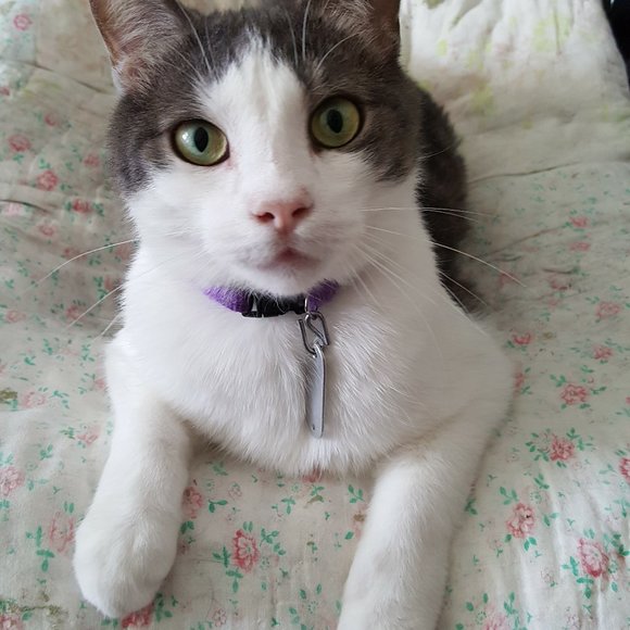 Meet your Posher, Lisa - Picture 12 of 16